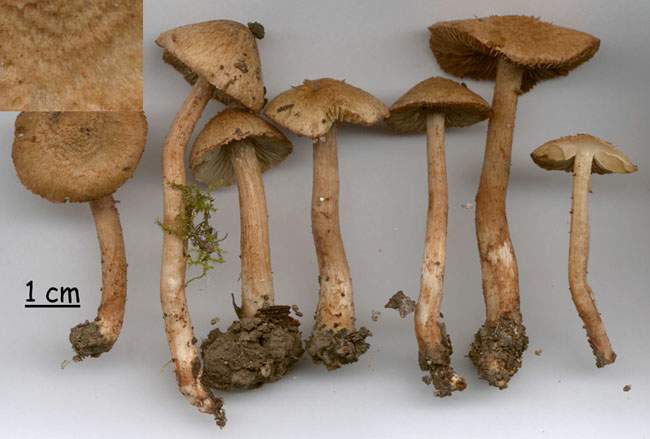 Inocybe cervicolor